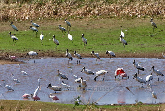 many water birds
