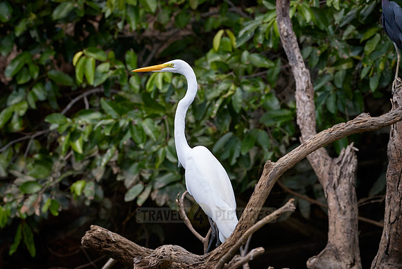 Great Egret