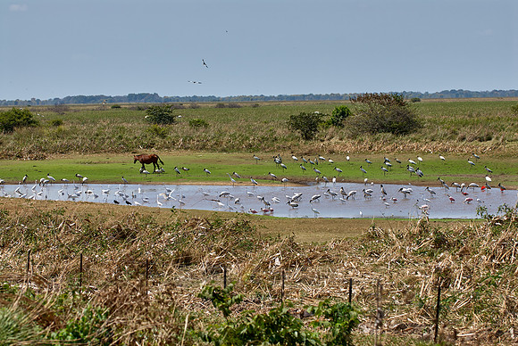 many water birds