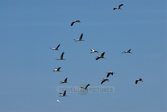 flying North American wood ibis