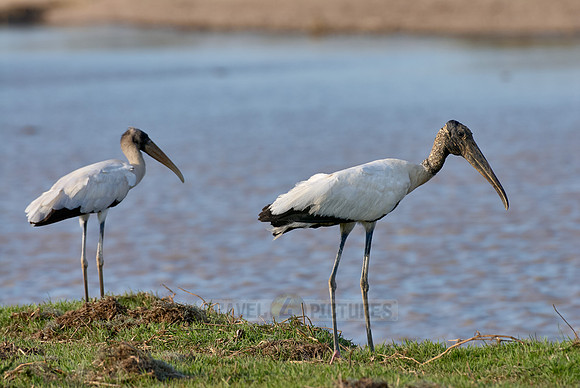 North American wood ibis