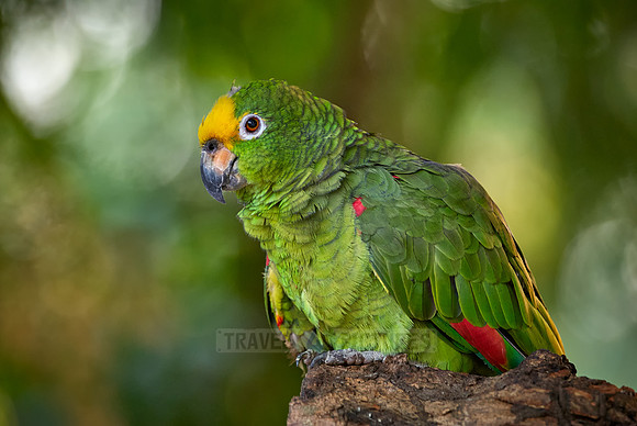 yellow-headed parrot