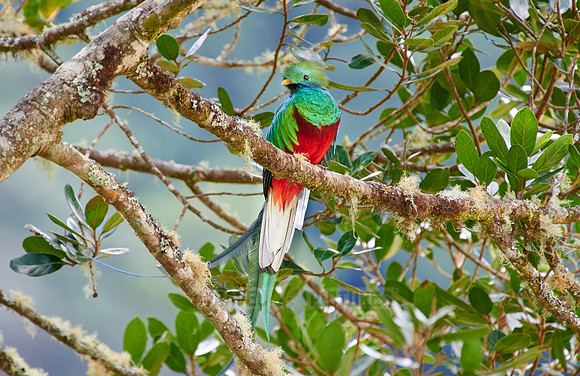 brightly colorful male Resplendent quetzal on a wild avocado tree