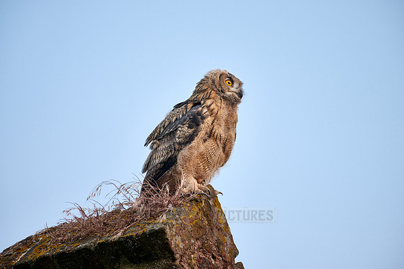 Eurasian eagle-owl (Bubo bubo), youngster on a rock