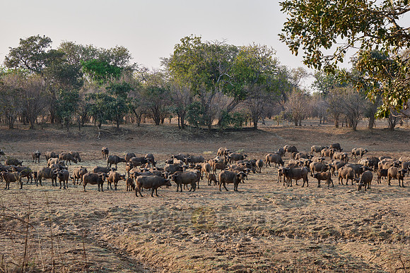 herd of African buffalo (Syncerus caffer)