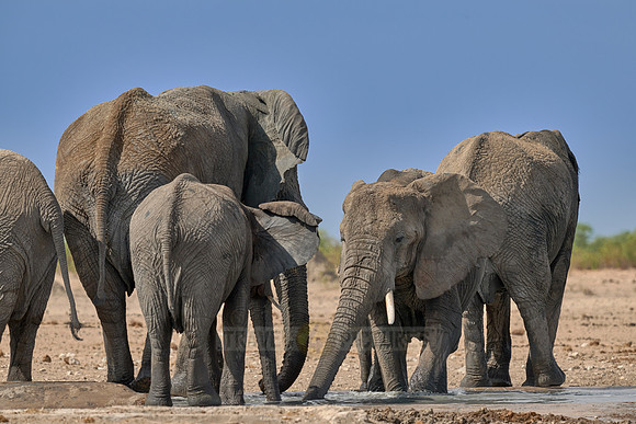 Large herd of African elephants at the waterhole