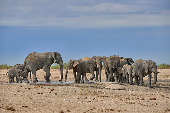 Large herd of African elephants at the waterhole