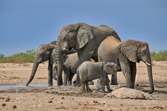 Large herd of African elephants at the waterhole