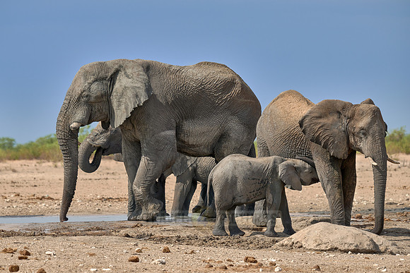 Large herd of African elephants at the waterhole