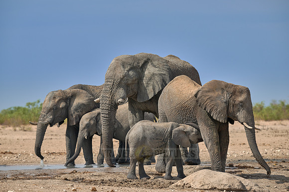 Large herd of African elephants at the waterhole