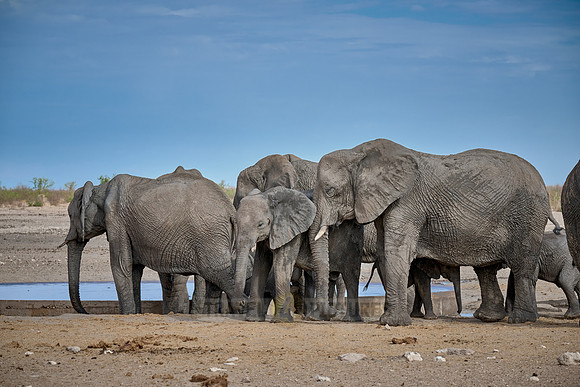 Large herd of African elephants at the waterhole