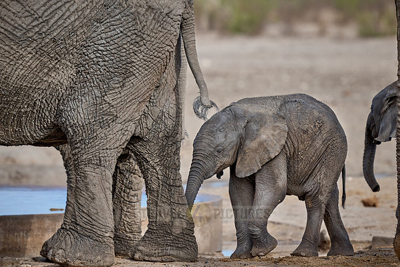 Large herd of African elephants at the waterhole