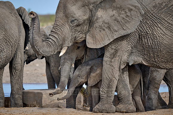 Large herd of African elephants at the waterhole