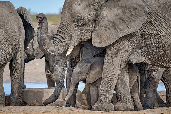 Large herd of African elephants at the waterhole