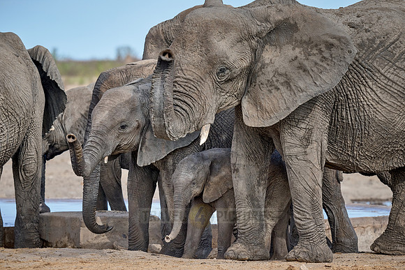 Large herd of African elephants at the waterhole