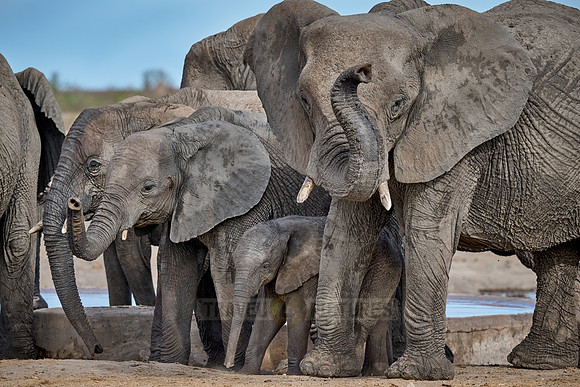 Large herd of African elephants at the waterhole