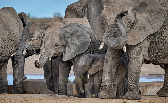 Large herd of African elephants at the waterhole
