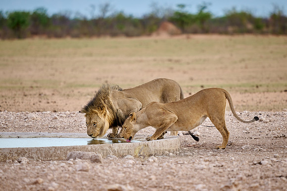 mating lion couple (panthera leo)