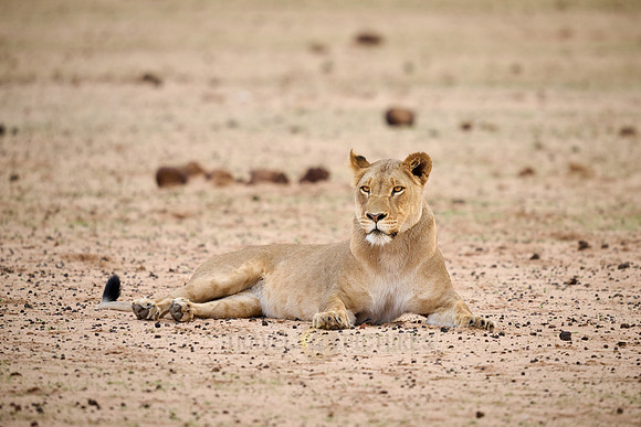 mating lion couple (panthera leo)