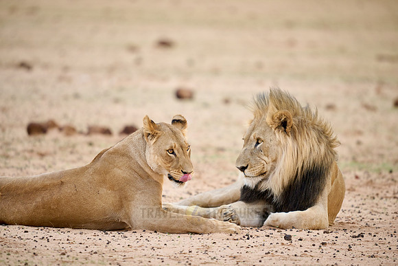 mating lion couple (panthera leo)