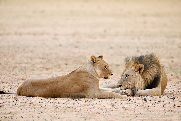mating lion couple (panthera leo)