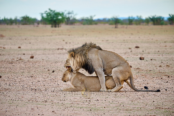 mating lion couple (panthera leo)
