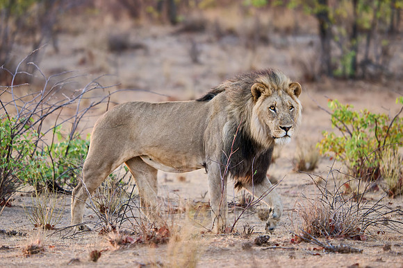 male lion patroling its territory