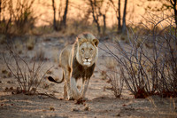 more lions, Etoscha 11-2023