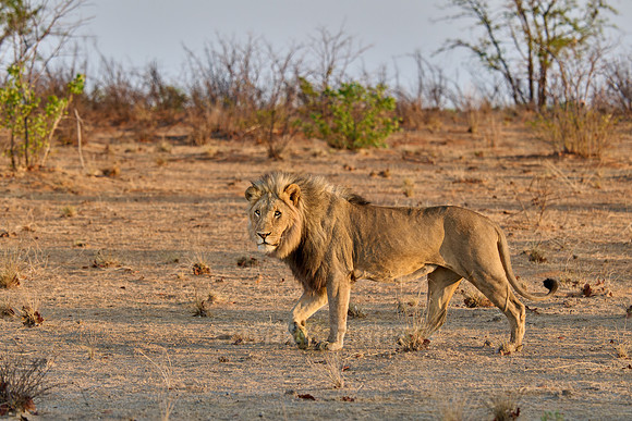 male lion patroling its territory