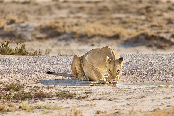 Lioness (Panthera Leo) drinks from a puddle of water
