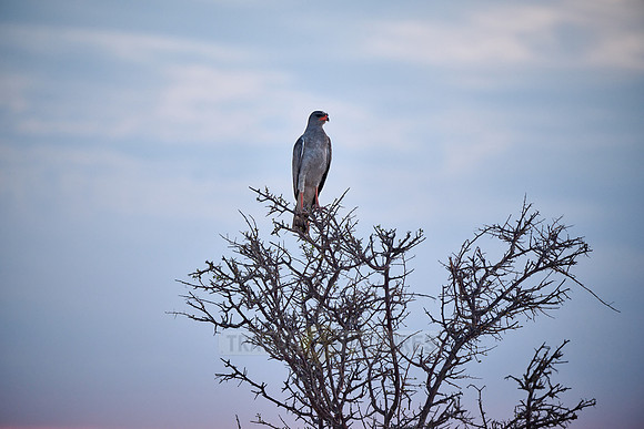 Pale chanting goshawk (Melierax canorus) on a branch