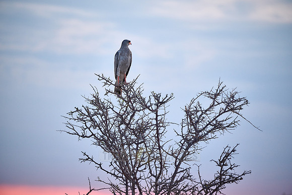 Pale chanting goshawk (Melierax canorus) on a branch