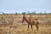 red hartebeest, mother with new born baby