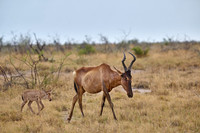 red hartebeest, mother with new born baby