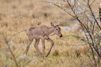 red hartebeest, new born baby