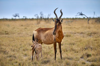 red hartebeest, mother with new born baby