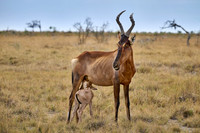 red hartebeest, mother suckling new born baby