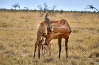 red hartebeest, mother suckling new born baby