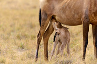 red hartebeest, mother suckling new born baby