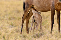 red hartebeest, mother suckling new born baby