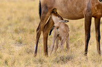 red hartebeest, mother suckling new born baby