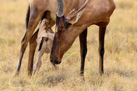 red hartebeest, mother suckling new born baby