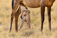 red hartebeest (Alcelaphus caama), mother with new born baby, Etoscha National Park 11-2023