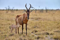 red hartebeest, mother with new born baby
