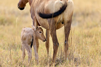 red hartebeest, mother with new born baby