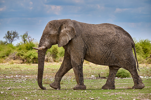 old bull of African bush elephant (Loxodonta africana) walking