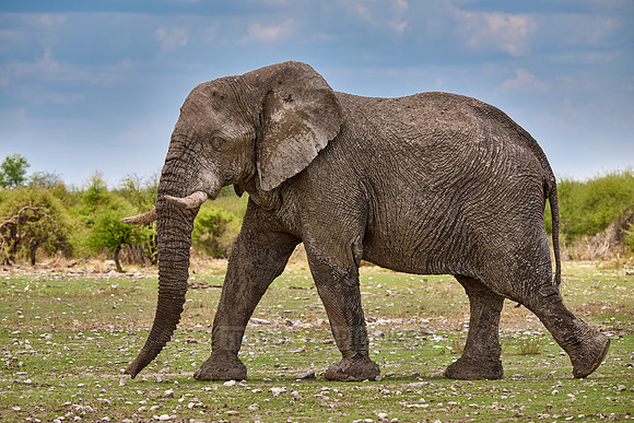 old bull of African bush elephant (Loxodonta africana) walking