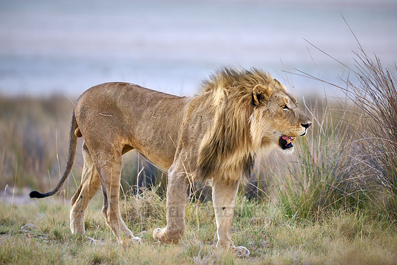male lion patroling its territory