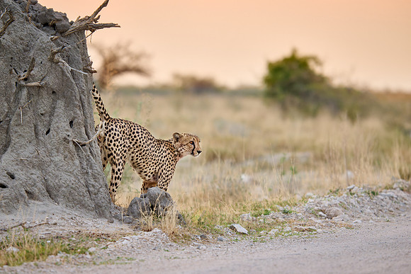 cheetah marking its territory