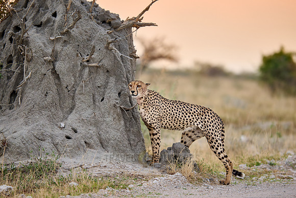 cheetah marking its territory